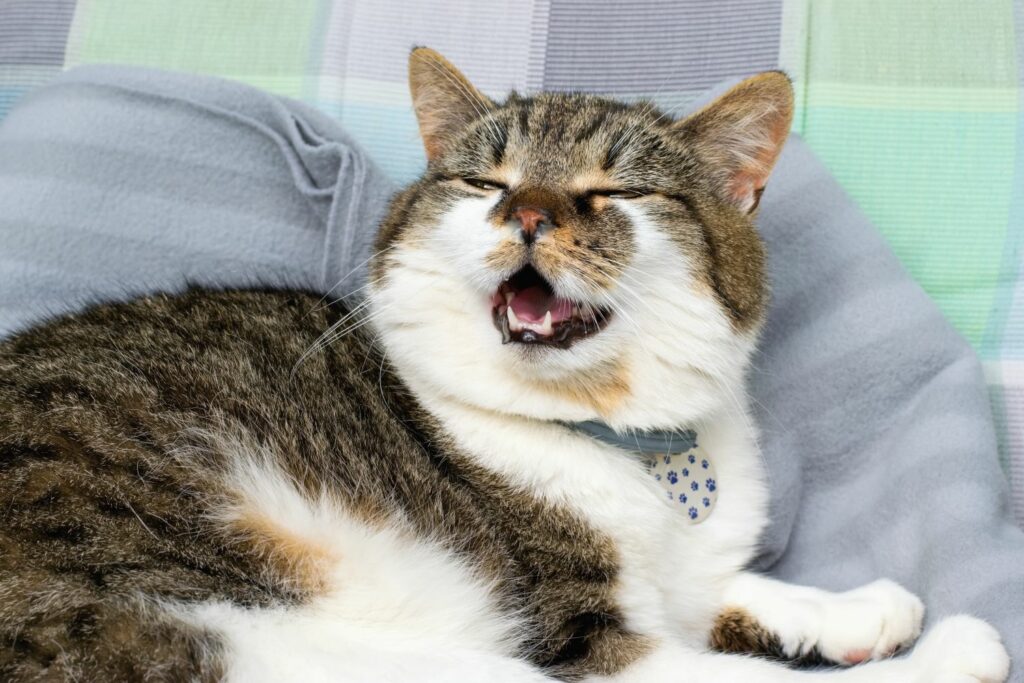 Katzenkrankheiten: Grippe