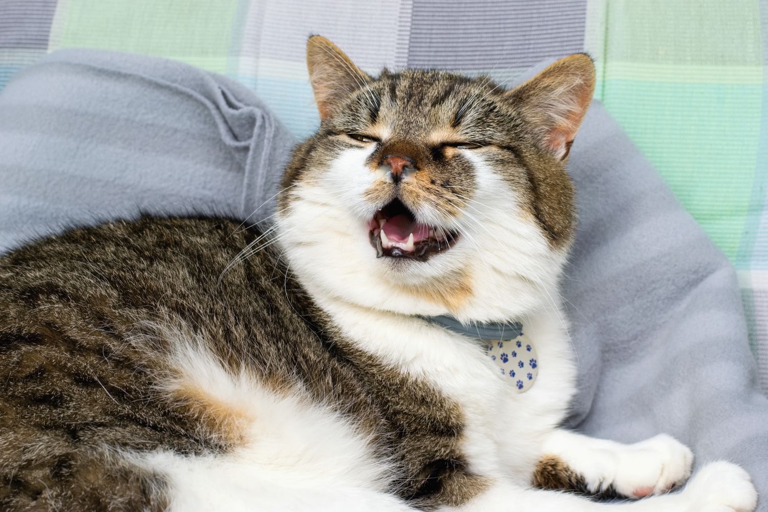 Katzenversicherung ohne Wartezeit: Was der Sofortschutz für Ihre Katze wirklich zahlt