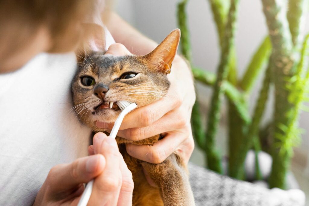 Katzenkrankheiten: Zähneputzen