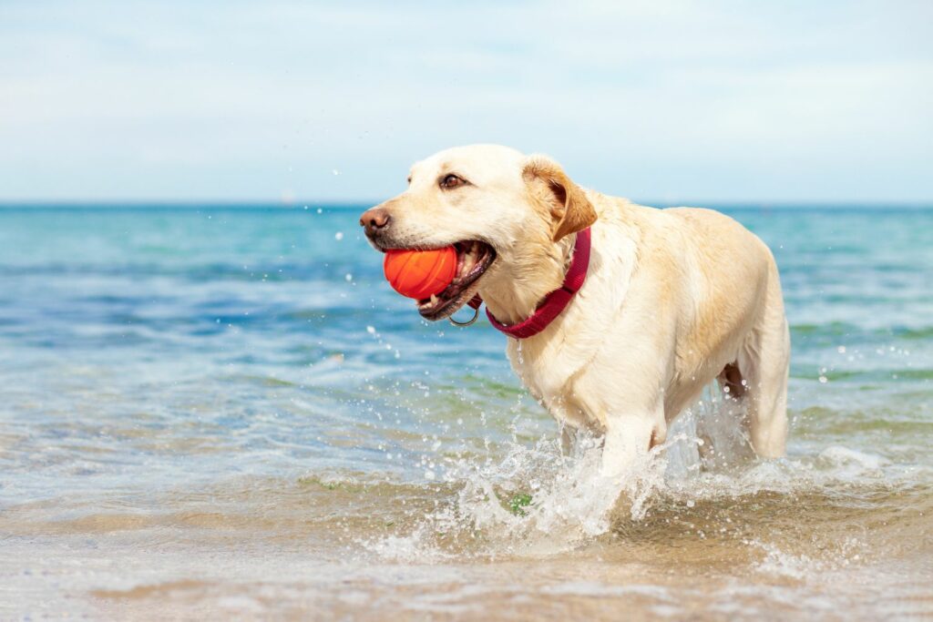 Wassersicherheit: Hund spielt am Meer