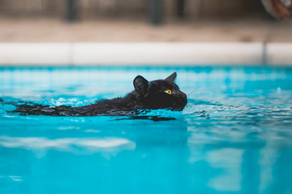 Wassersicherheit: Katze im Pool