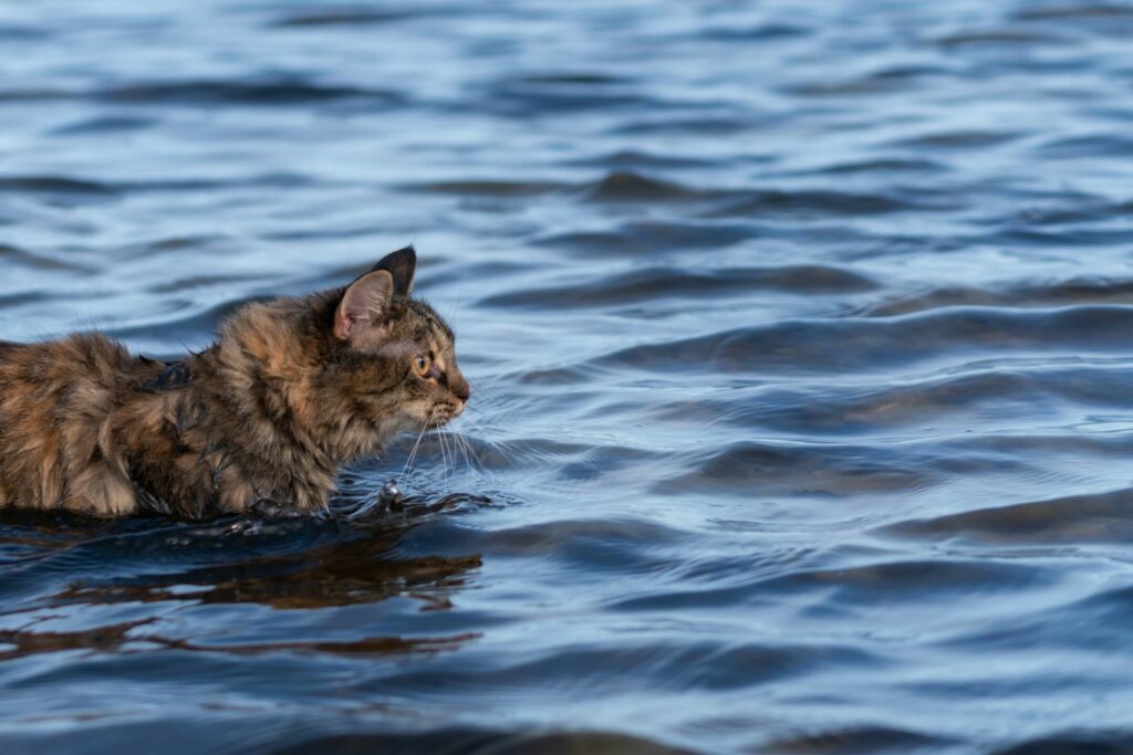 Wassersicherheit: Katze im See