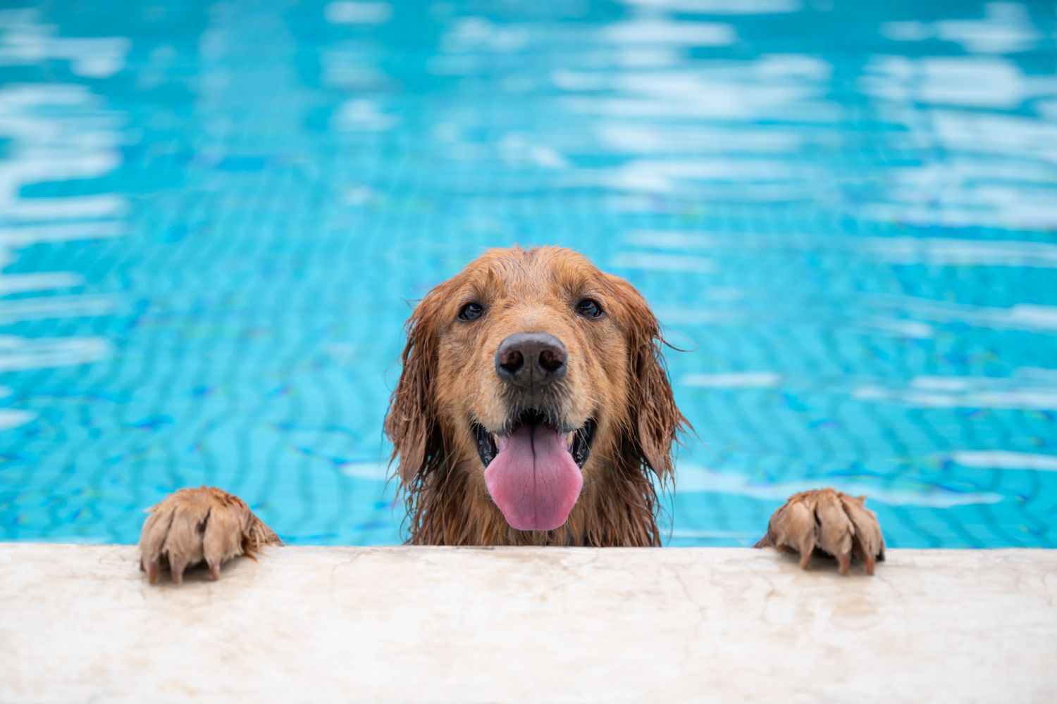 Wassersicherheit für Haustiere: Sicherer Aufenthalt am Pool, Strand oder See