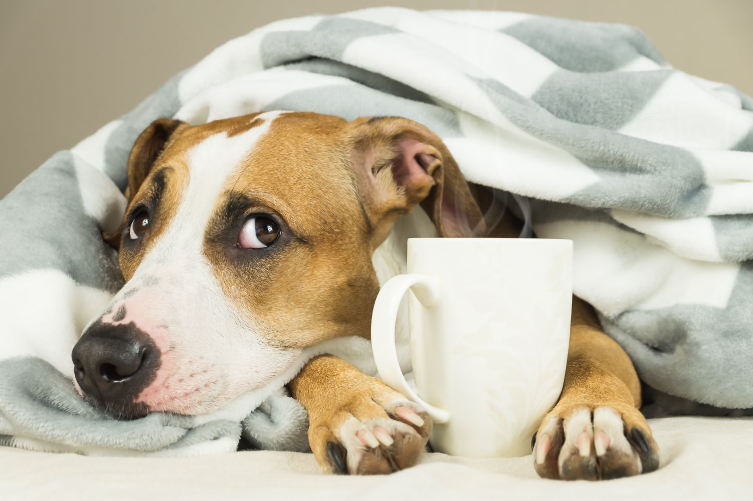 Kriegen Hunde Erkältungen? Ursachen, Symptome und Behandlung