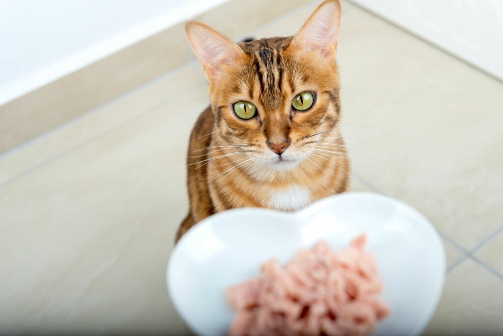 Winterpflege Katzen: Nassfutter