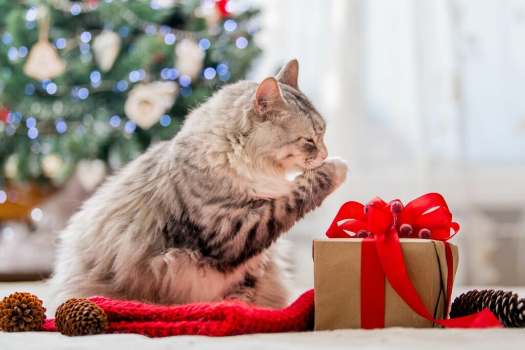 Winterpflege Katzen: Weihnachtsschmuck