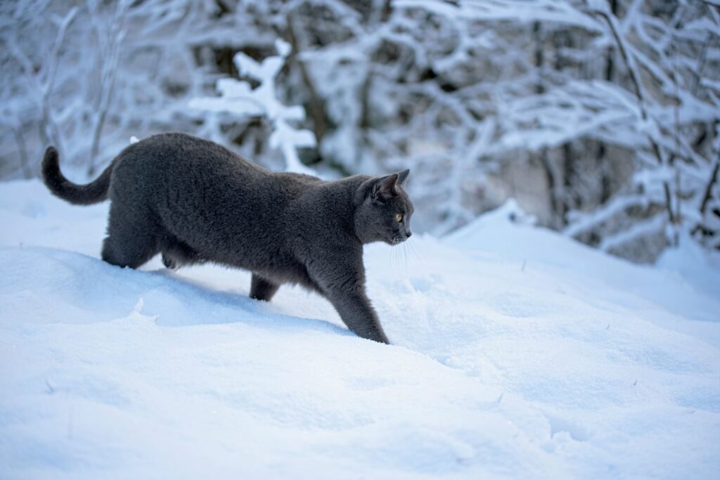 Winterpflege Katzen: Auslauf