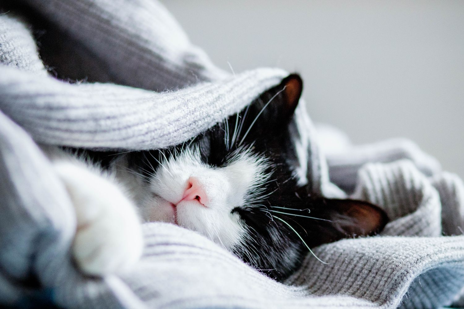 Winterpflege für Katzen: So bleibt Ihr Liebling warm und gesund