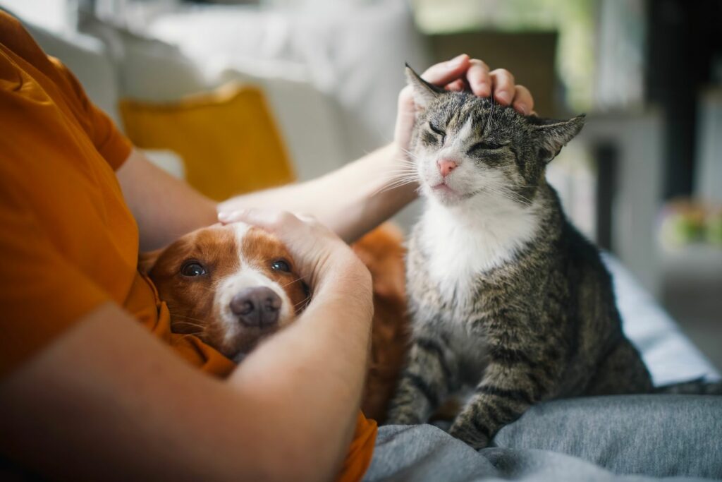 Haustier Kosten: Hund und Katze