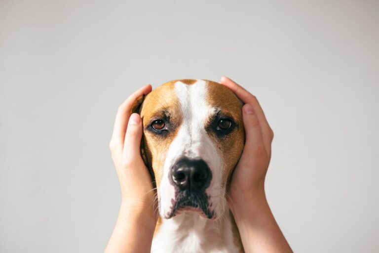 Stress bei Hunden