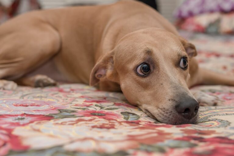 A,Wary,Female,Dog,Stares,At,An,Unwelcome,Person,While