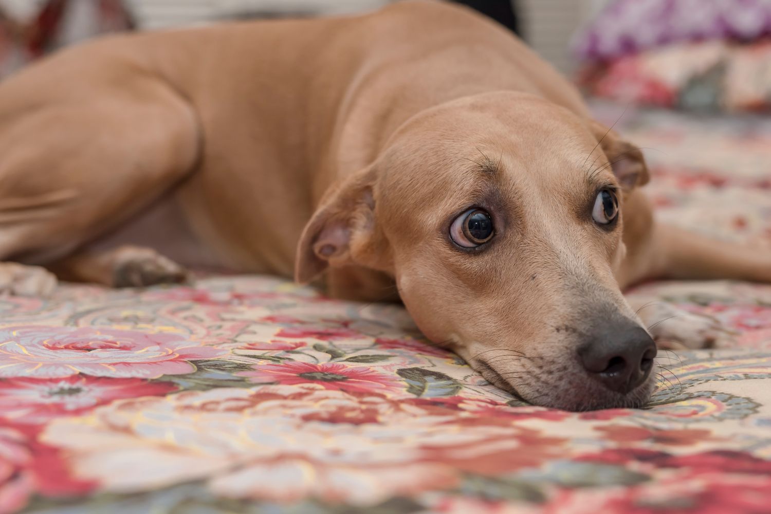 Hundekrankenversicherung trotz Vorerkrankung: 5 Anbieter im Vergleich