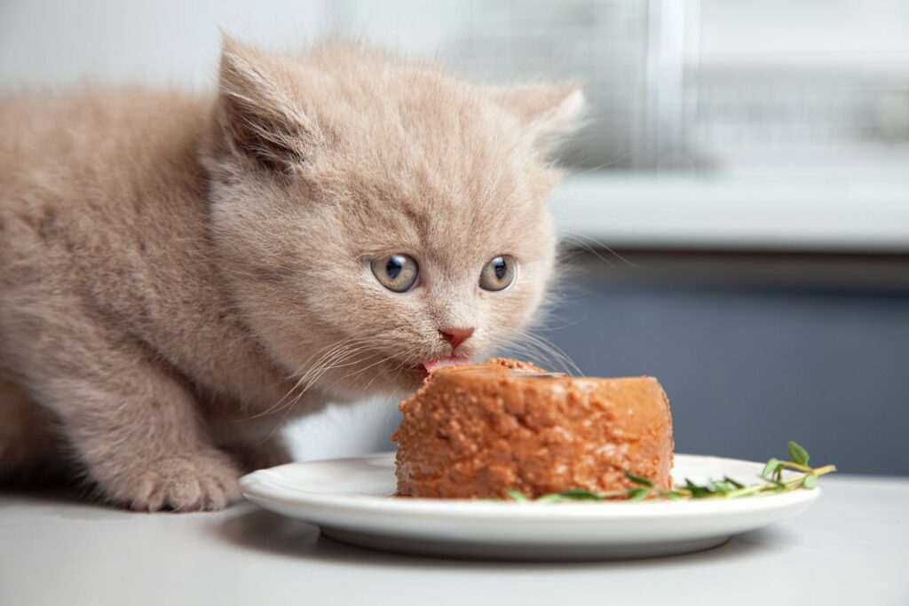 Katzenfutter Eiweiß