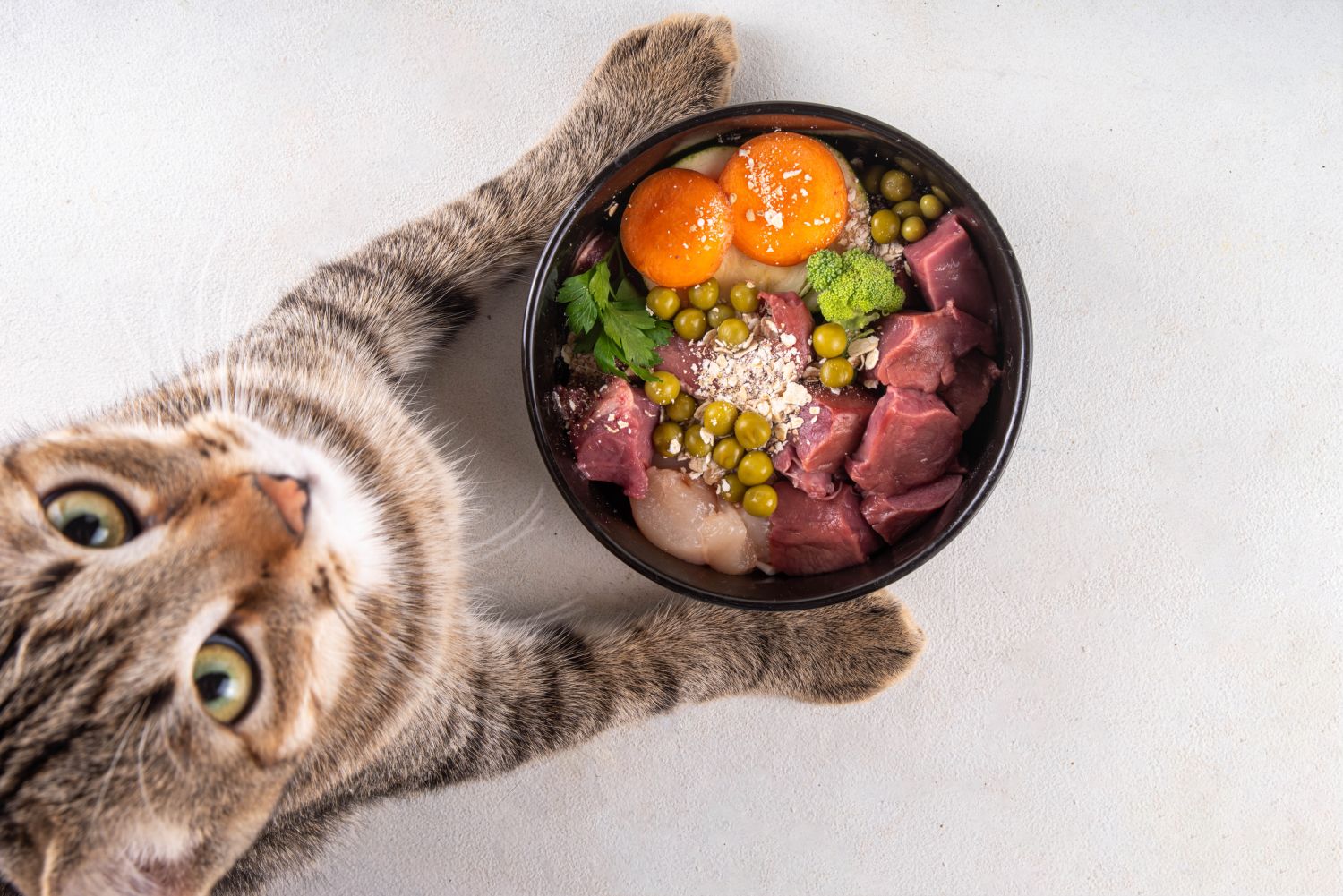 Katzenfutter: Die richtige Ernährung für eine gesunde Katze