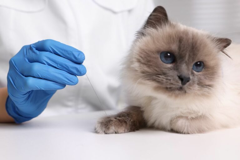 Veterinary,Holding,Acupuncture,Needle,Near,Cat’s,Paw,Indoors,,Closeup.,Animal