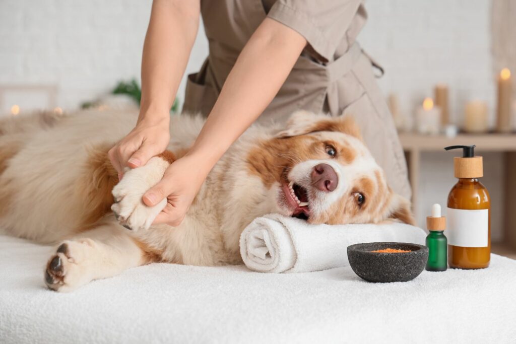 alternative Tiermedizin: Massage