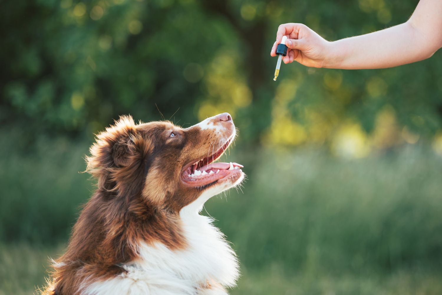 Alternative Heilmethoden für Tiere: Ganzheitliche Gesundheit für Vierbeiner