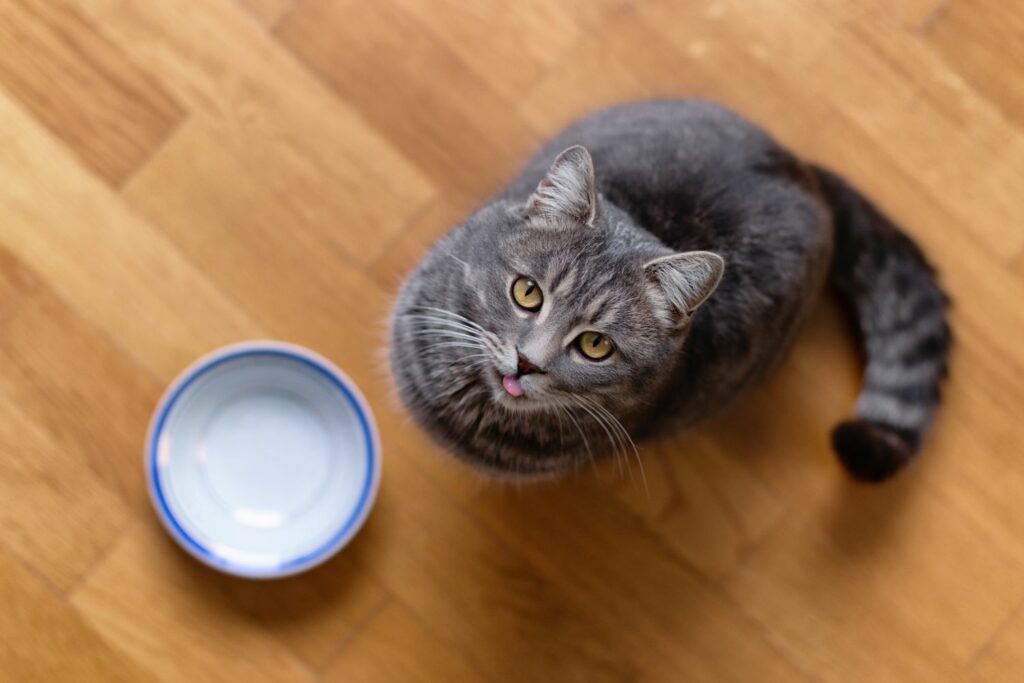 Katzenfutter Wasser