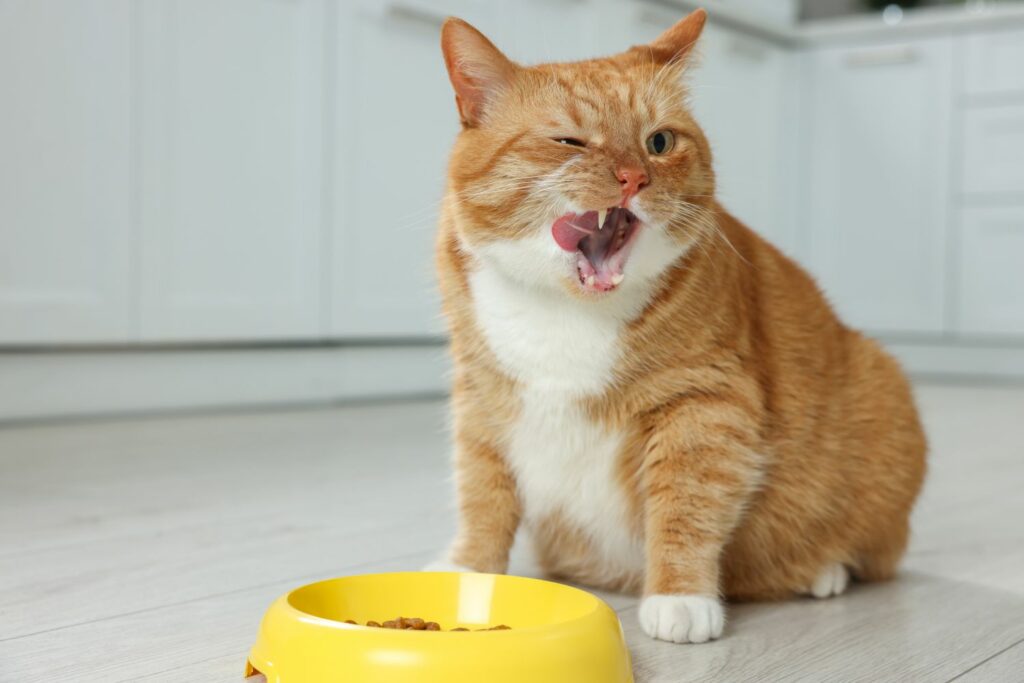 Katzenfutter Erwachsene Katze