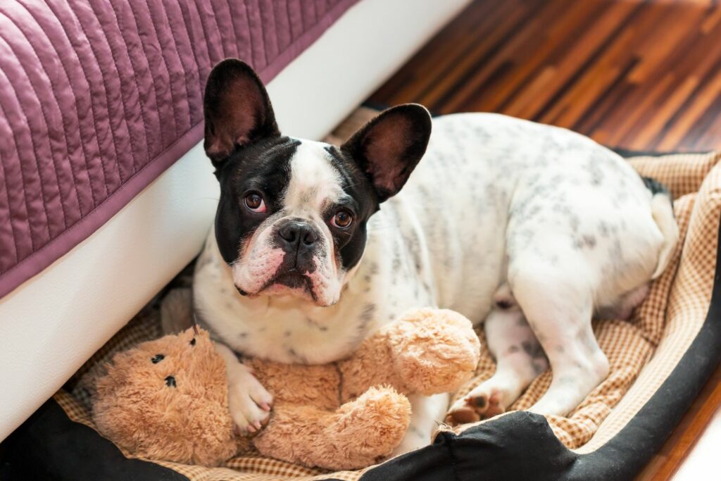 Umzug mit Haustier: Hund im Bett
