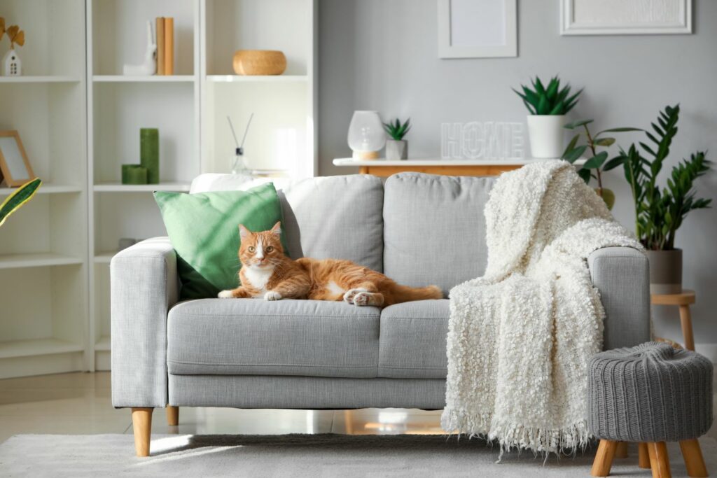 Umzug mit Haustier: Katze in Airbnb