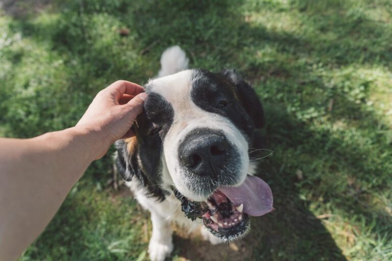 Hundekörpersprache
