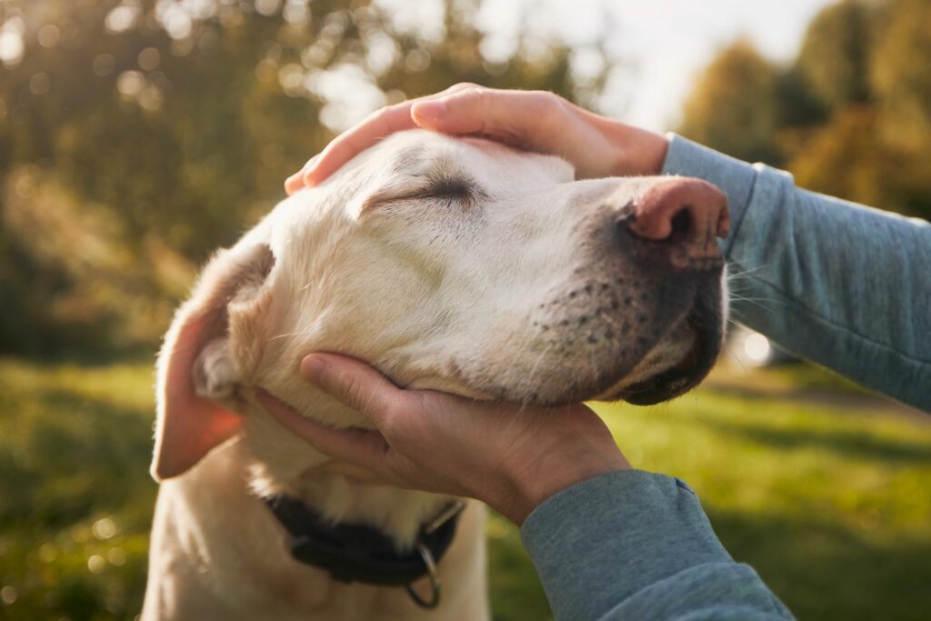 Hundekörpersprache: Körperkontakt