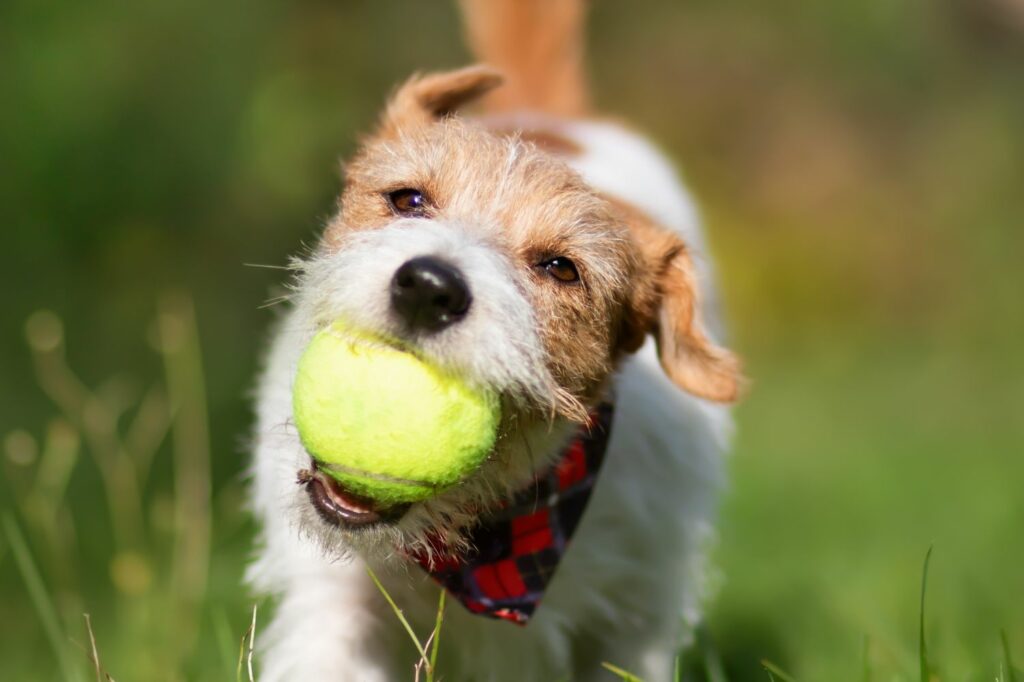 Hundekörpersprache: Schwanz