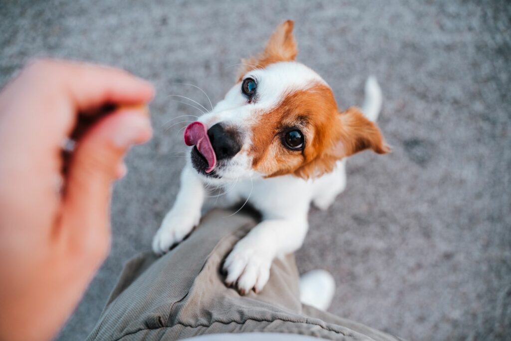 Hundekörpersprache: Snack