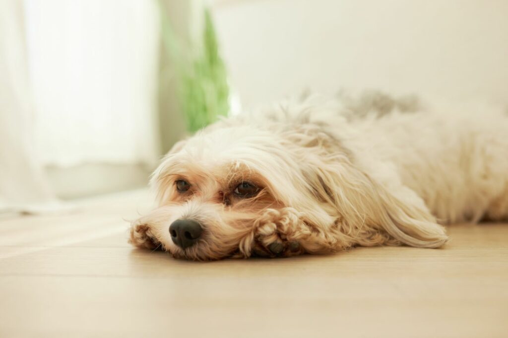 Hundekörpersprache: Warnsignal