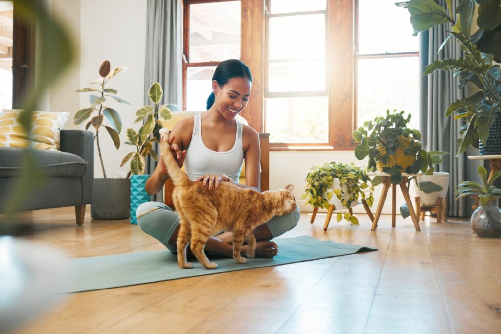 Katzenerziehung: Bindung zum Menschen