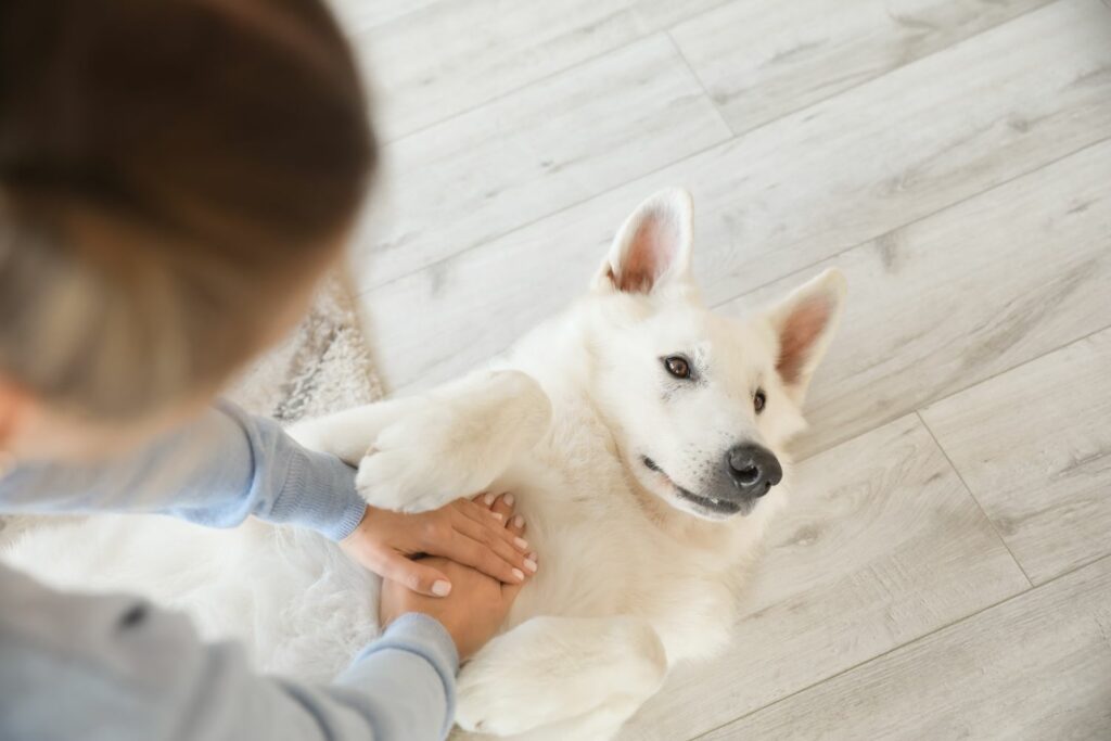 Erste Hilfe für Hunde: Kurs