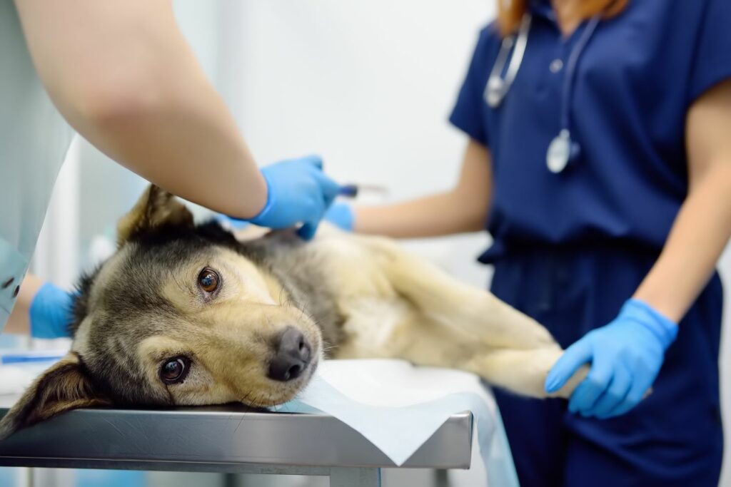 Erste Hilfe für Hunde: Tierarzt