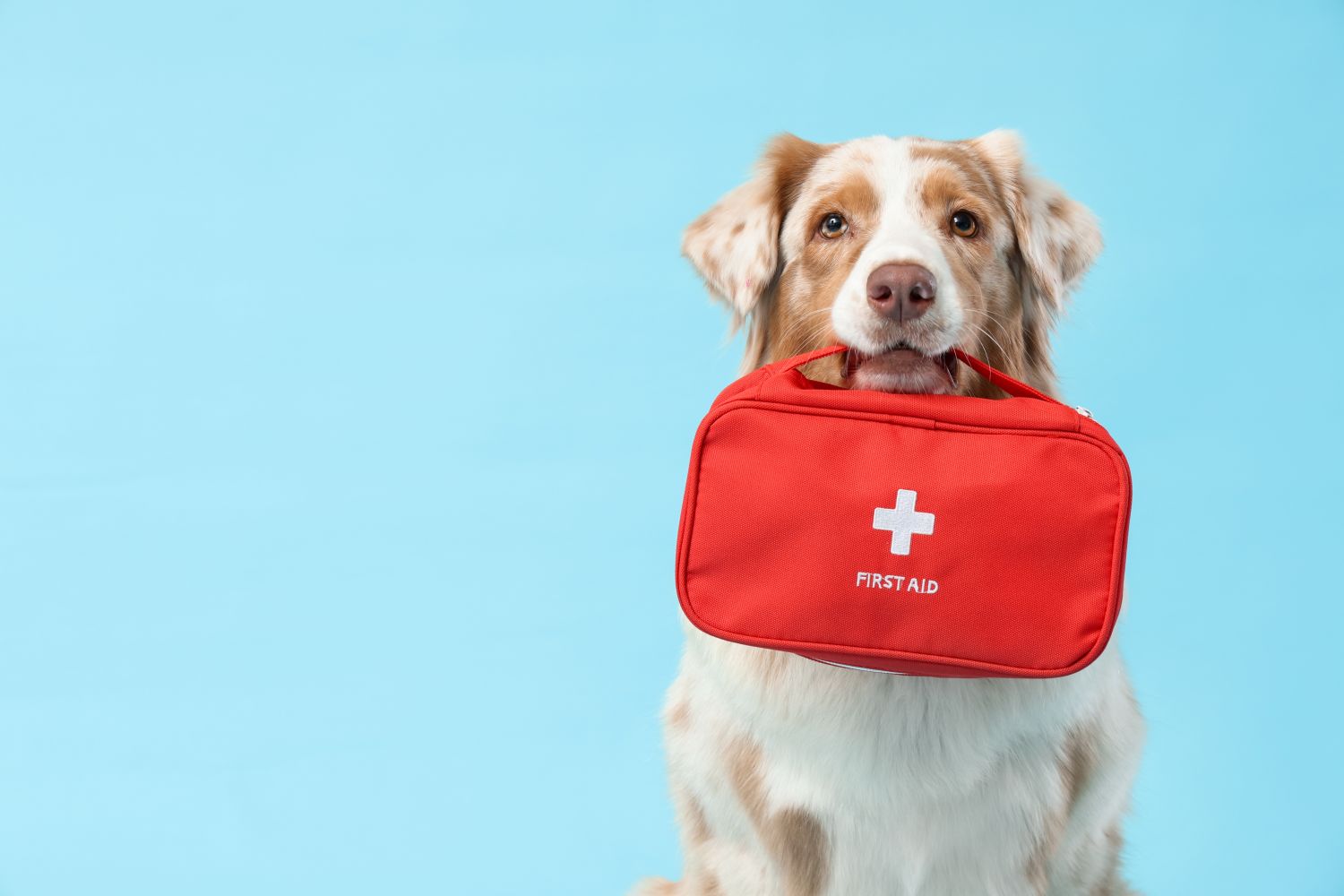 Erste Hilfe für Hunde: Notfälle richtig erkennen und handeln