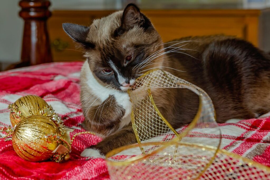 Weihnachtsgefahren für Haustiere: Geschenkband