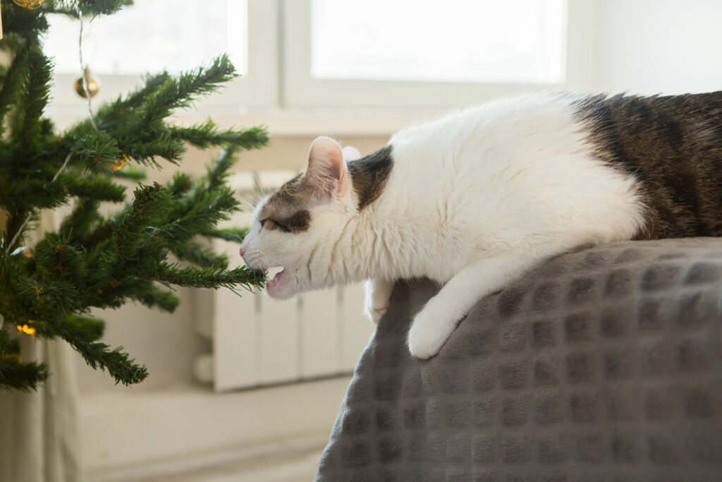 Weihnachtsgefahren für Haustiere: Tannennadeln