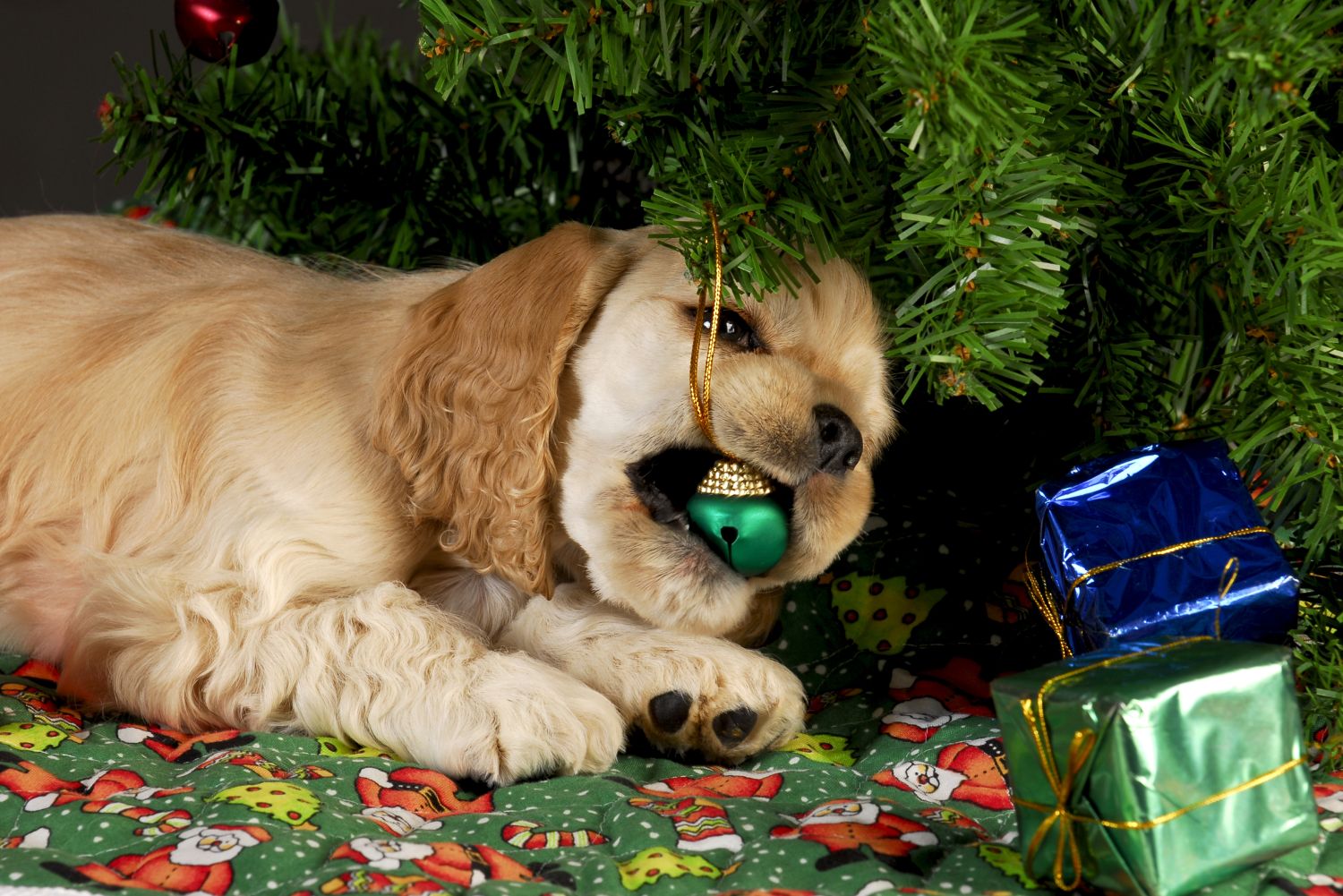 Weihnachtsgefahren für Haustiere: Von Schokolade bis Tannenbaum