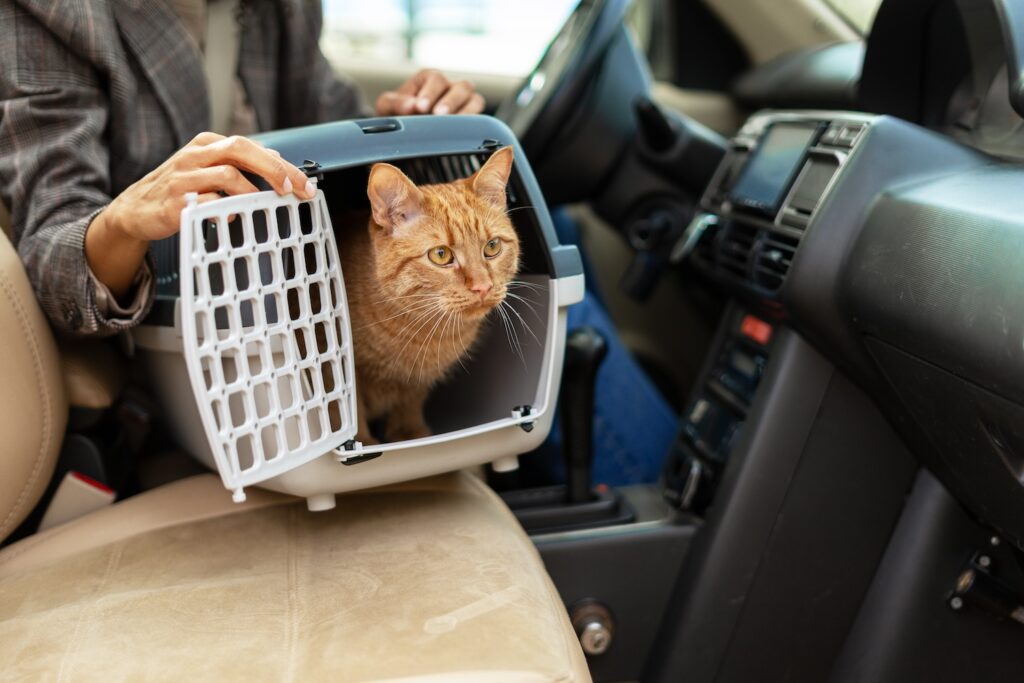 Mikrochip: Katzen auf dem Weg zum Tierarzt