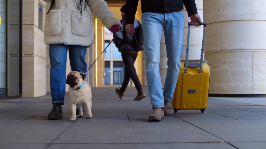 Mikrochip: Reisen mit Hund