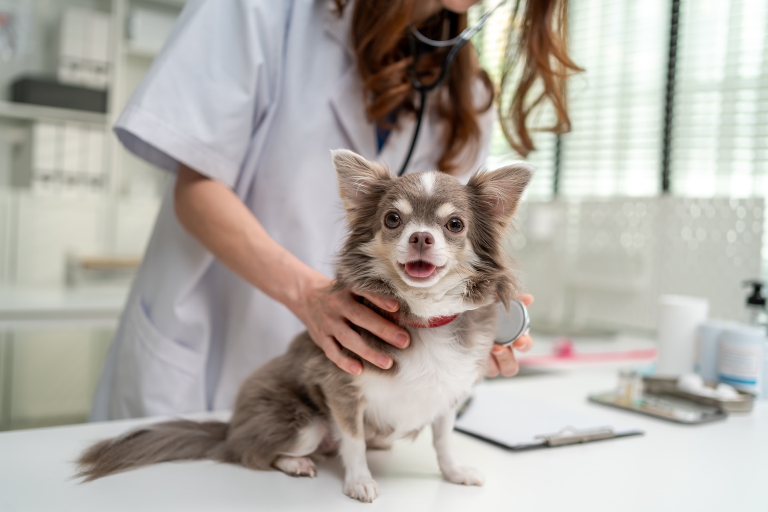 Tierarztkosten Hund: Tabelle mit Beispielpreisen im Überblick