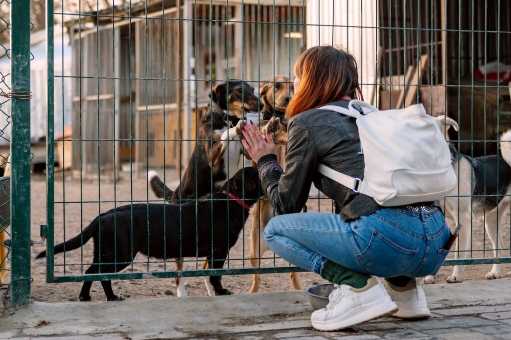 Mikrochip: Hunde im Tierheim