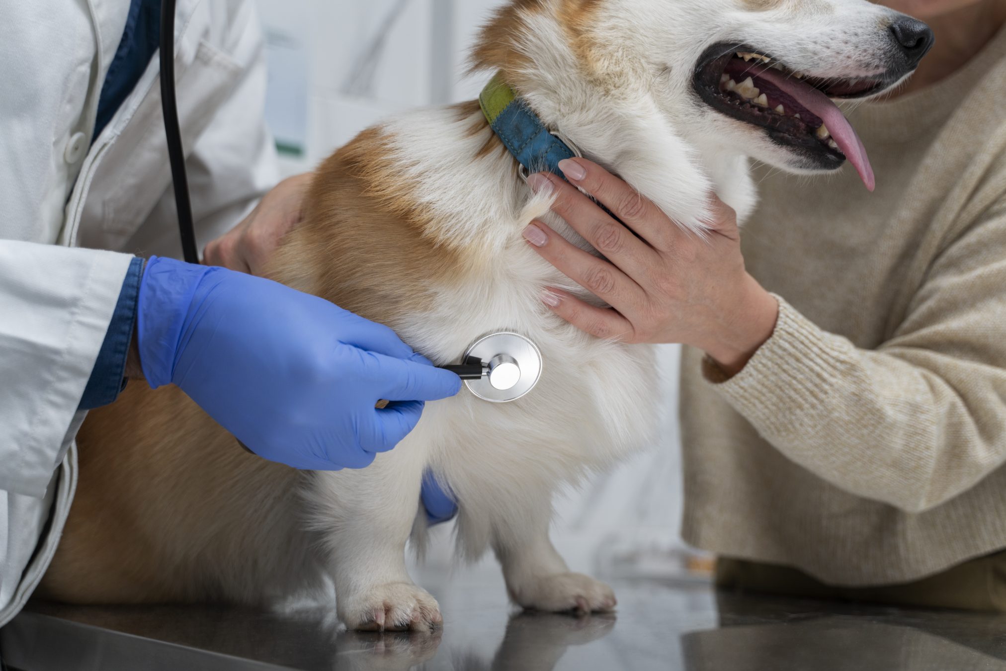 Herzultraschall beim Hund: Kosten, Verlaufskontrollen und wann er sinnvoll ist