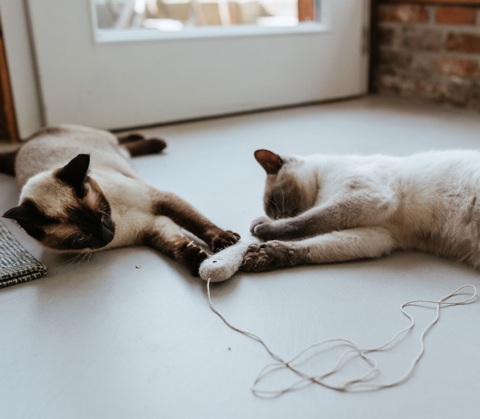 Katzenversicherung für 2 Katzen: eigener Vertrag, Mehrtier-Rabatt und wer wirklich spart