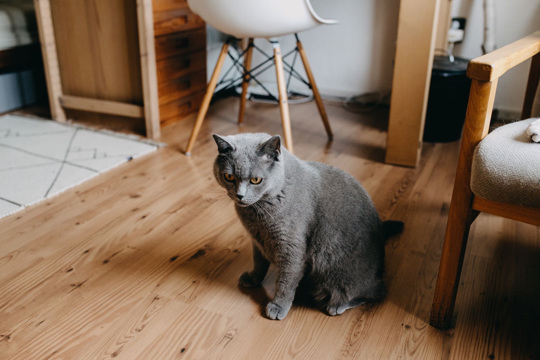 Katzenversicherung für Wohnungskatzen: Lohnt sich der Schutz, wenn Ihre Katze nie rausgeht?