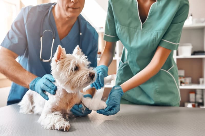 Die beste Hunde-OP-Versicherung für Ihren Hund: 5 Tarife im direkten Vergleich