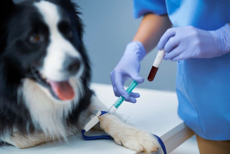 Blutbild beim Hund: Kosten für ein kleines und großes Blutbild