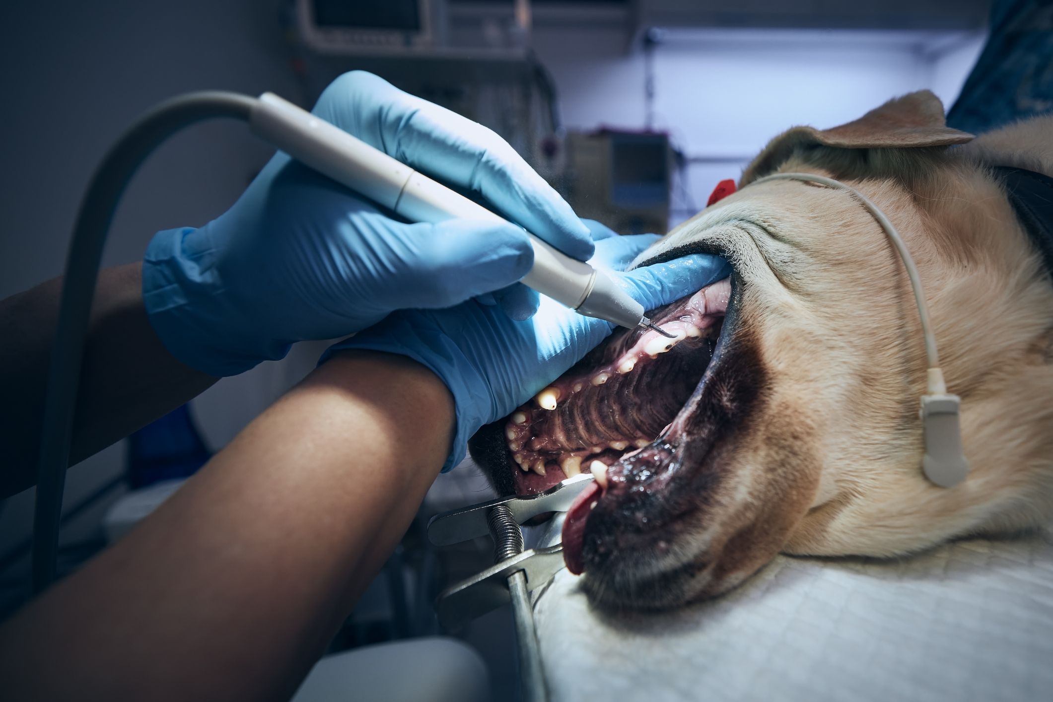 Zahnreinigung beim Hund: Kosten, Narkose & Posten der Rechnung