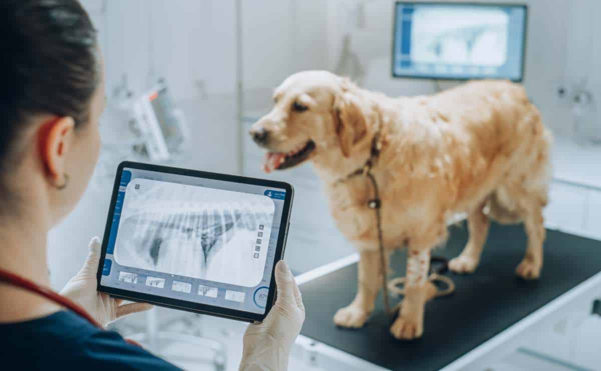 Röntgen beim Hund: Kosten pro Aufnahme, mit und ohne Narkose