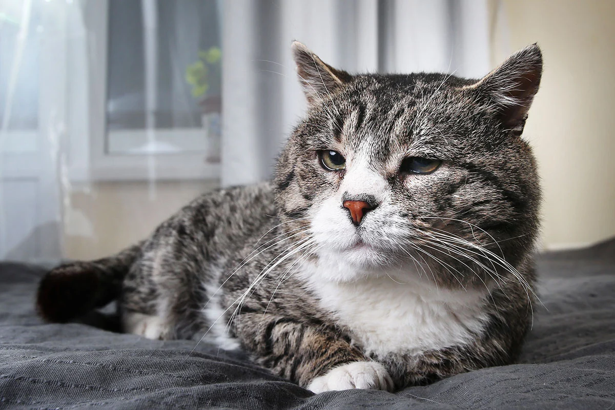 Katzenversicherung für die ältere Katze: Welcher Anbieter nimmt sie noch auf?