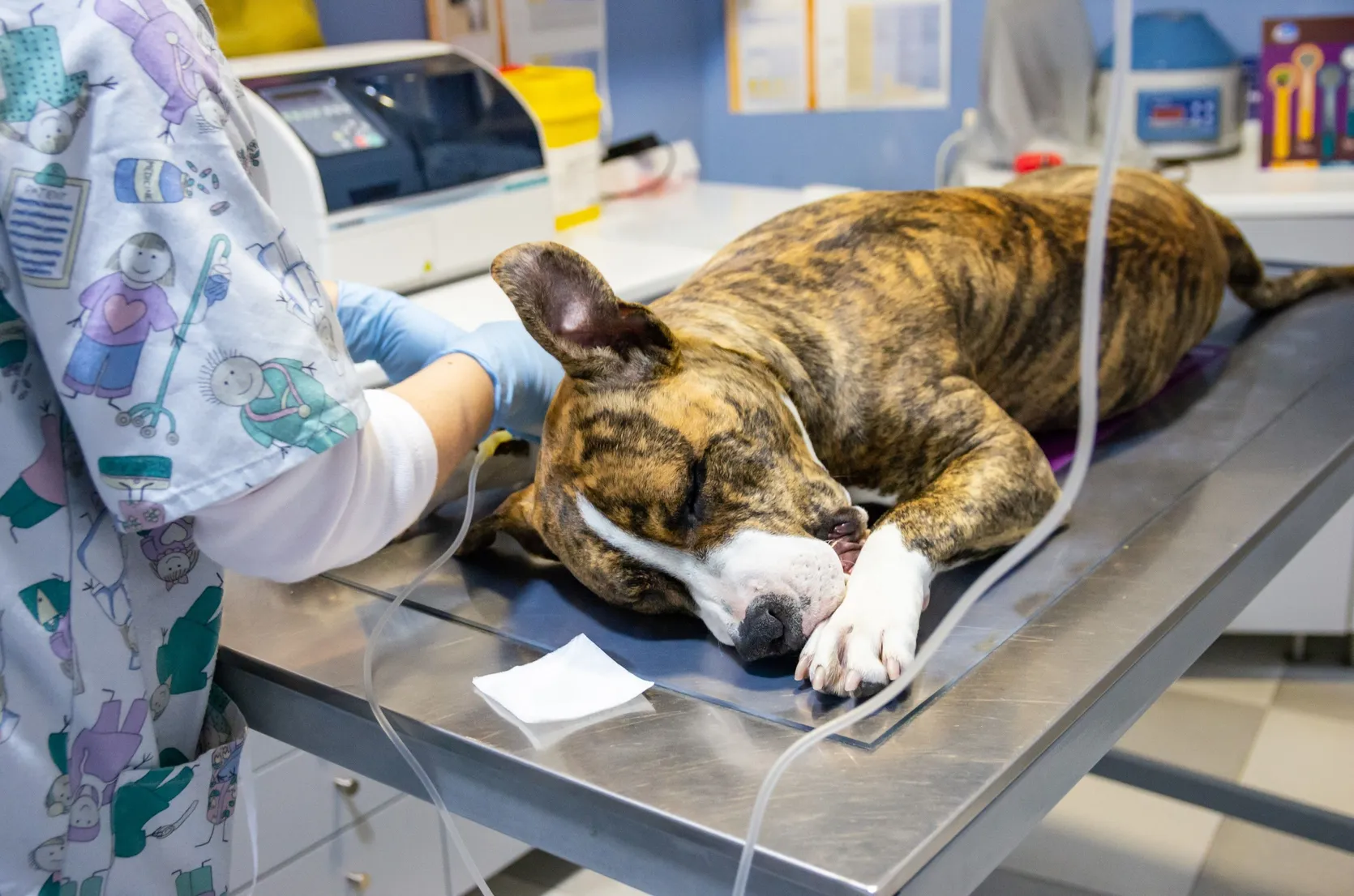 Die beste Hunde-OP-Versicherung für Ihren Hund: 5 Tarife im direkten Vergleich